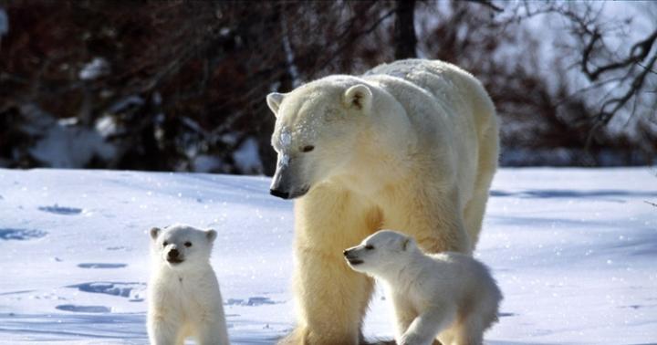 50 interesting facts about polar bears