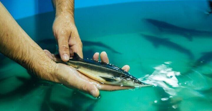 Mbarështimi i peshkut në rezervuare artificiale si biznes Çfarë lloj peshku është më i lehtë për t'u shumuar?